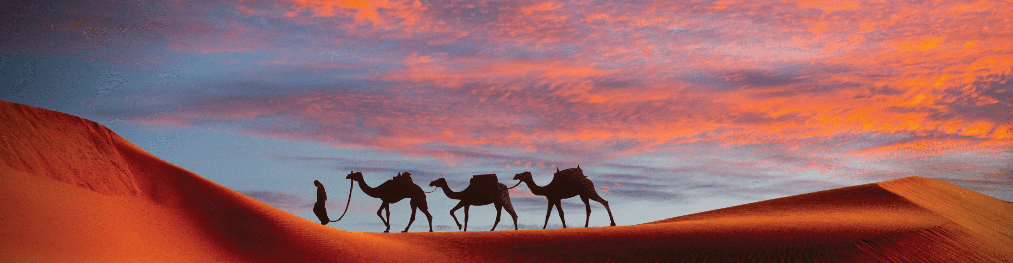 Afrika-kamelen-cruisebestemming