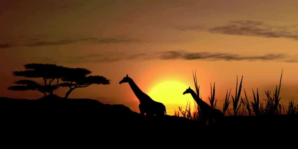 Afrika-Giraffe-Zonsondergang