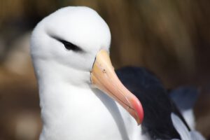 nieuw-zeeland-bounty-islands-albatross-close-up.jpg