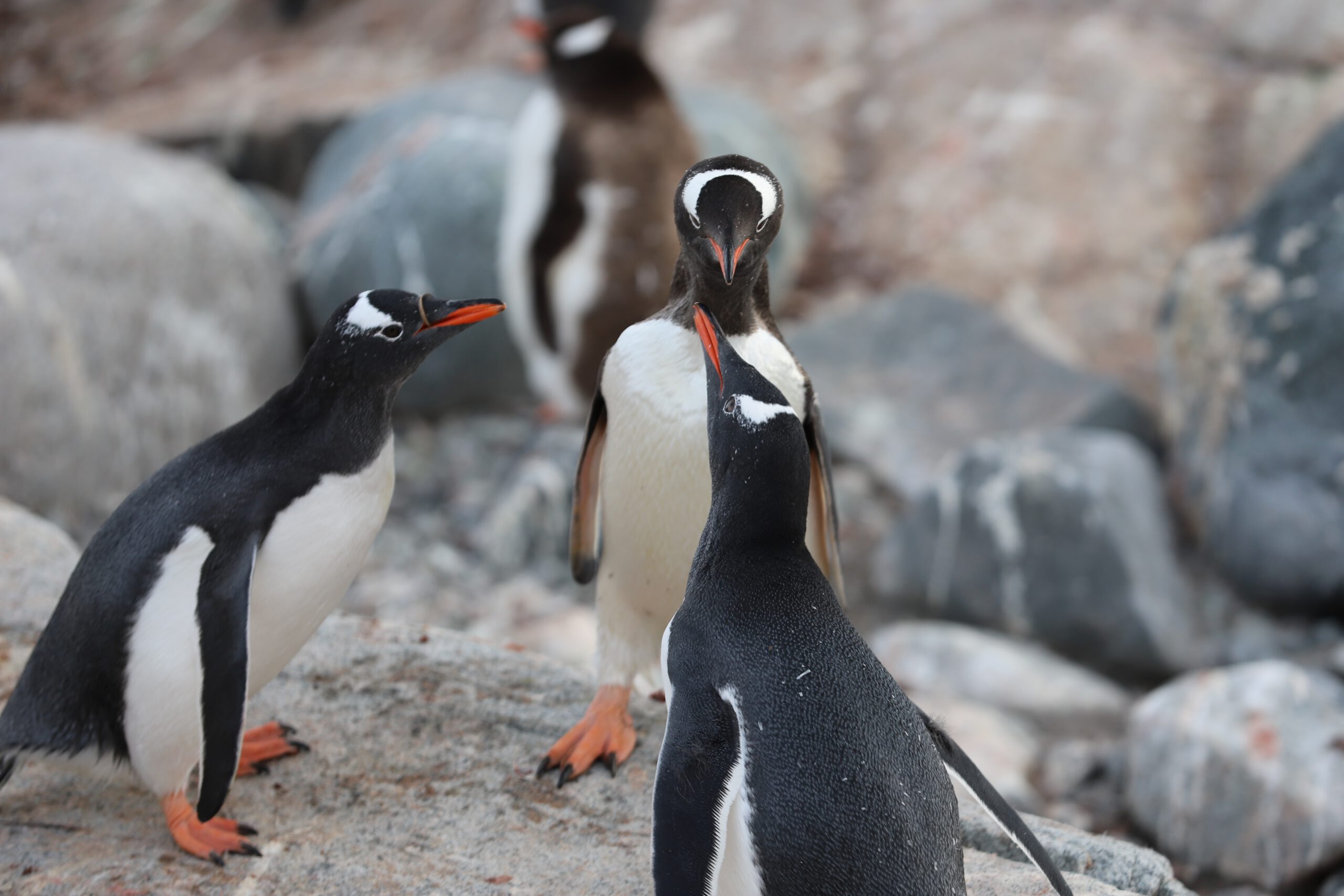 Antarctica-Antarctic-Peninsula-cruise-haven-pinguins