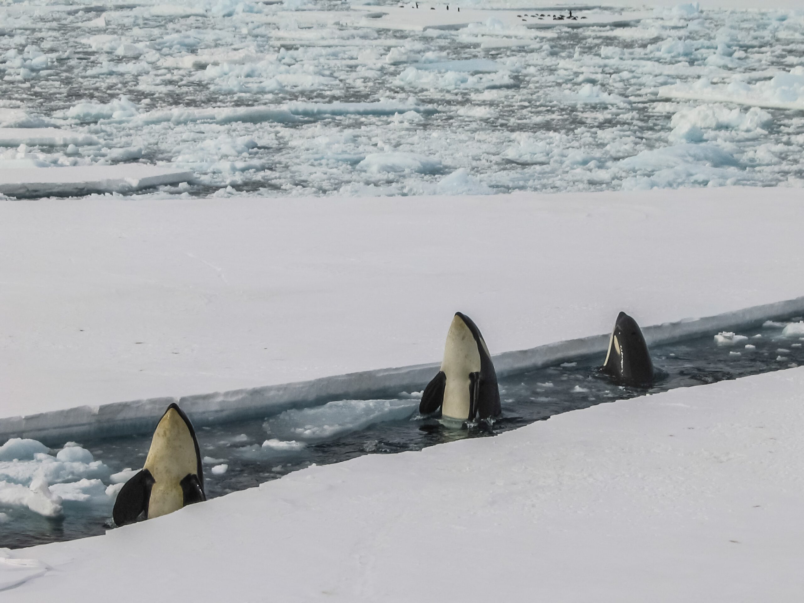 Antarctica-cruise-haven-orca-uitzicht