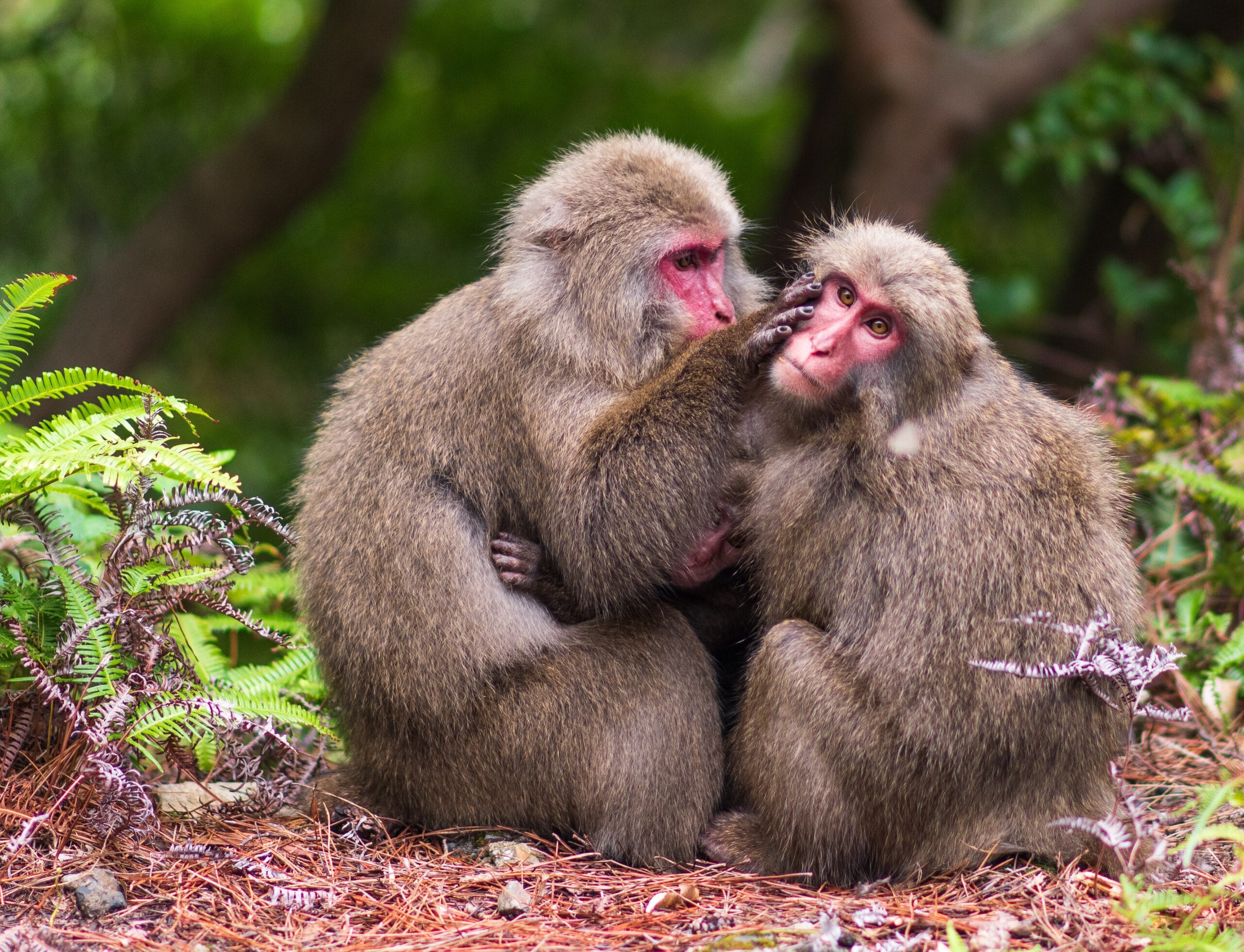 Japan-Yakushima-Yaku apen-oerwoud