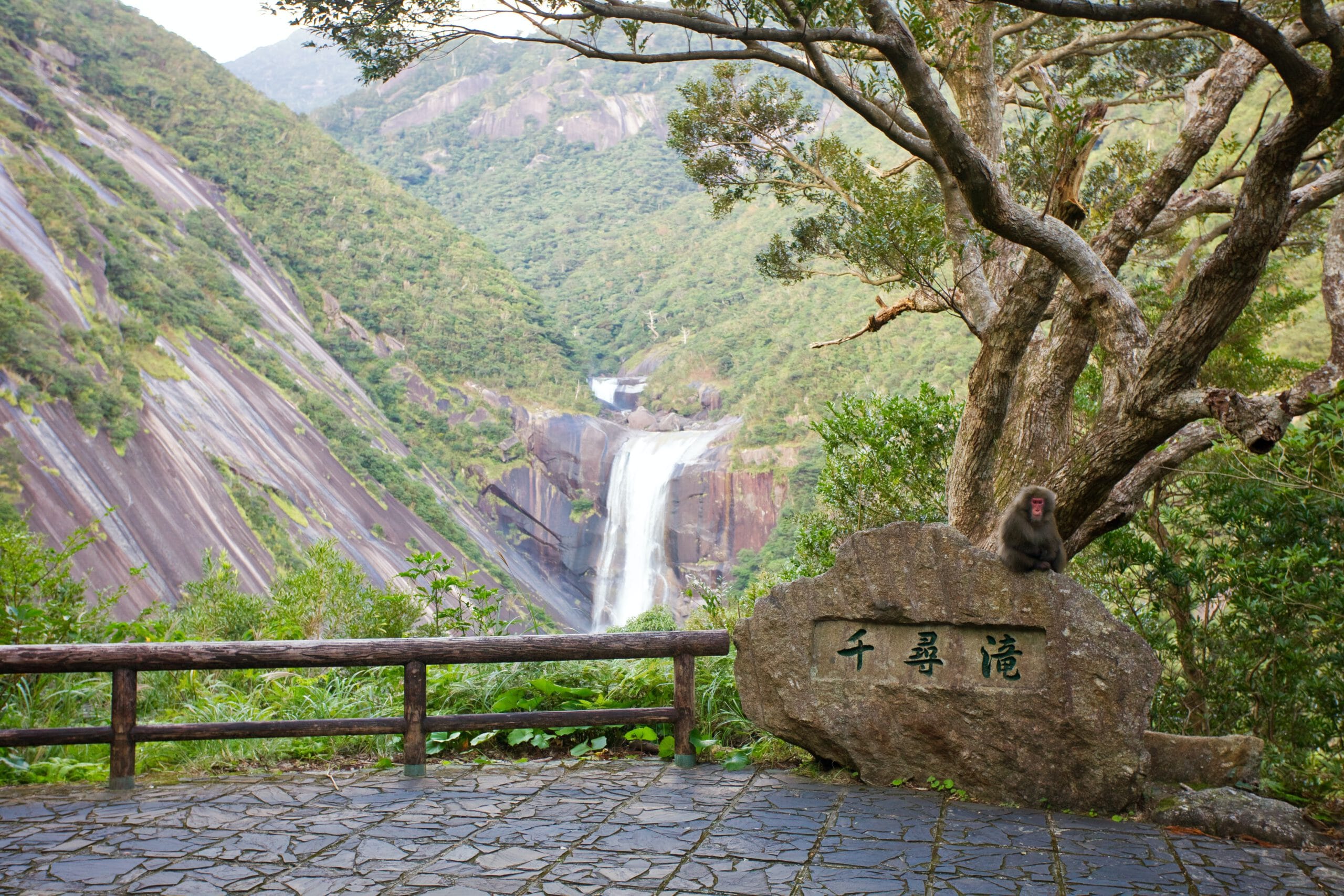 Japan-Yakushima-Yaku apen-oerwoud-watervallen