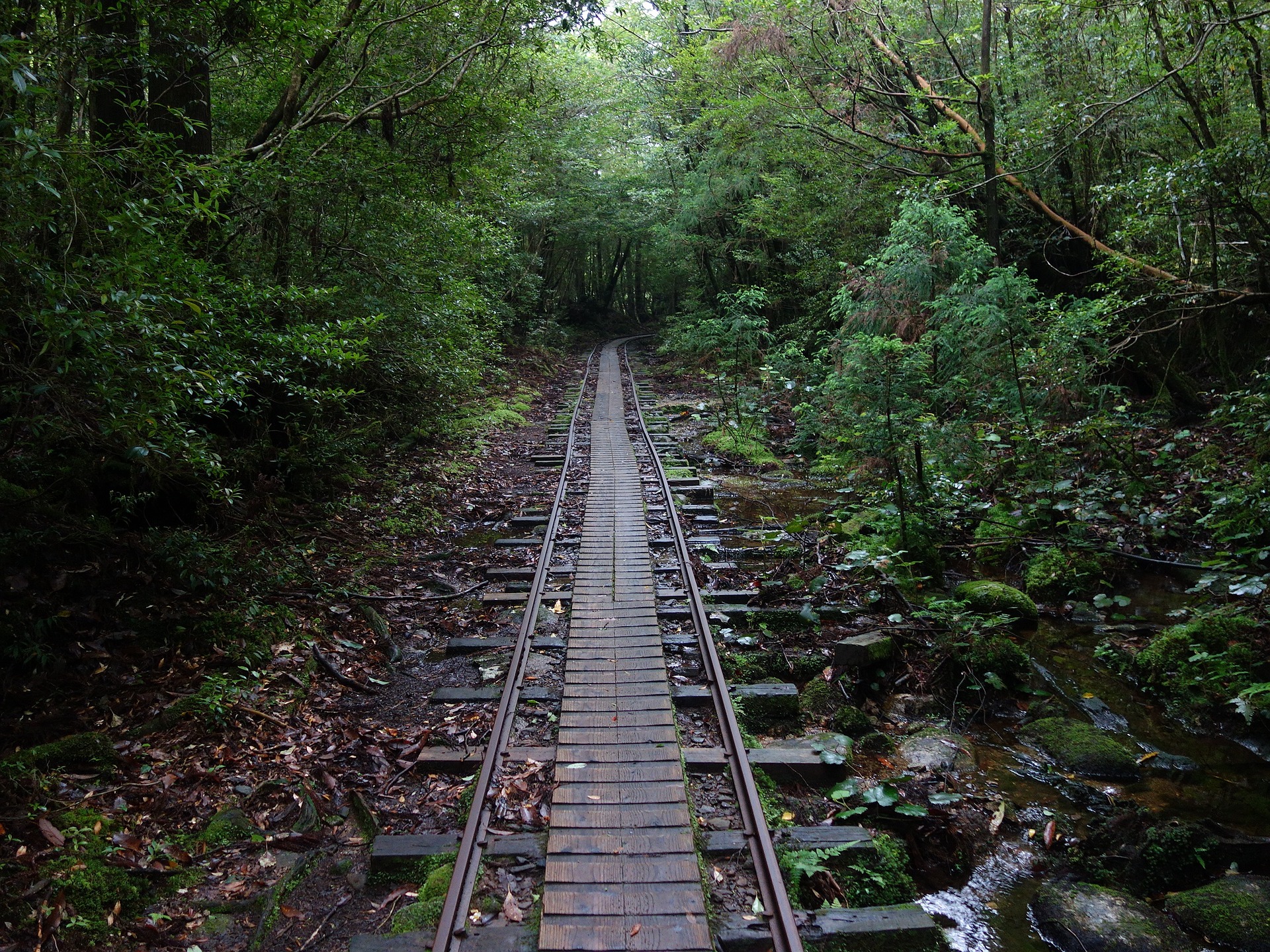 Japan-Yakushima-oerwoud-wandelen