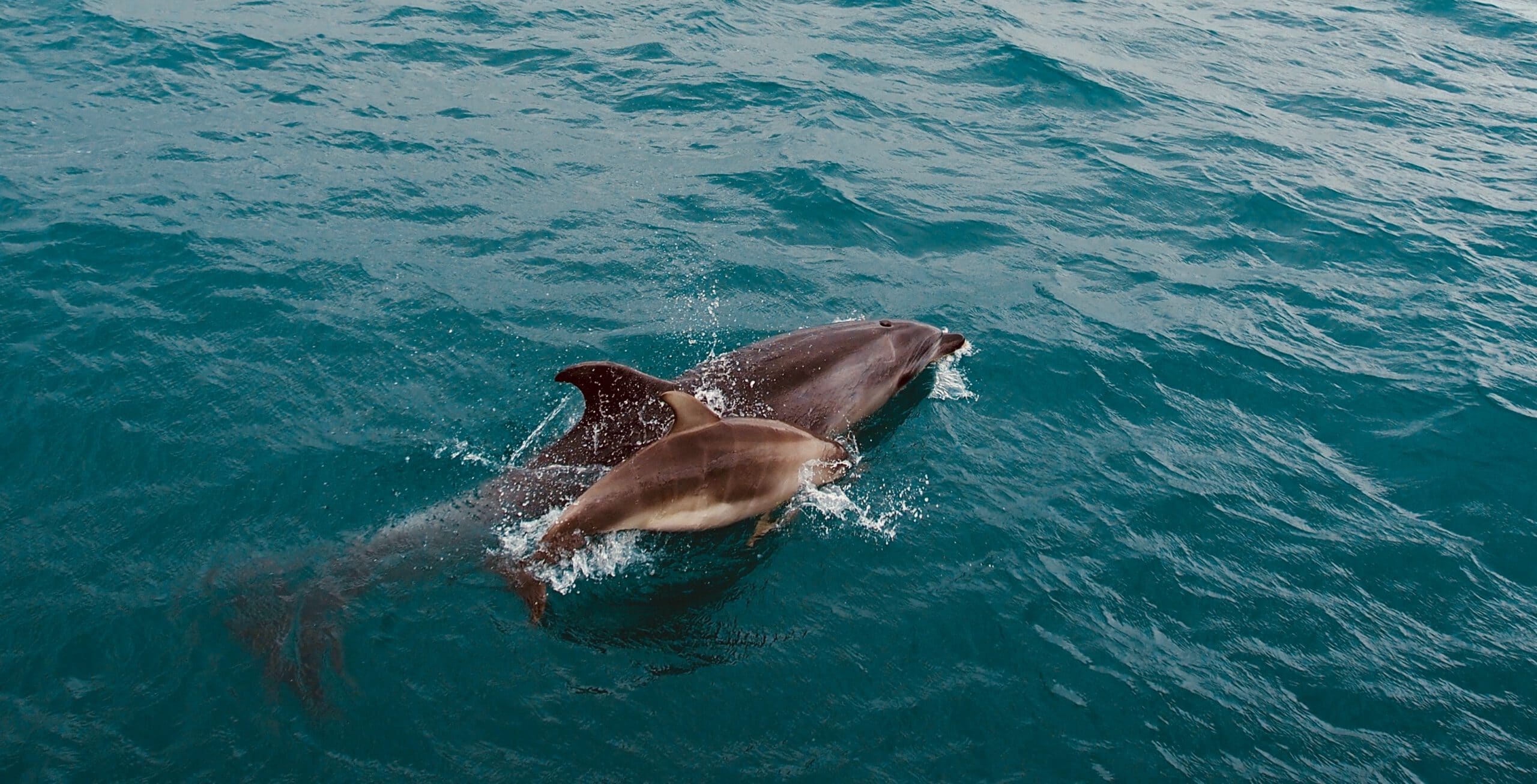 Nieuw-Zeeland-Bay-of-Island-cruise-haven-dolfijnen