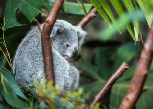 Australie-Brisbane-Cruise-haven-koala