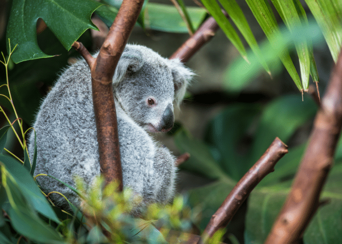 Australie-Brisbane-Cruise-haven-koala