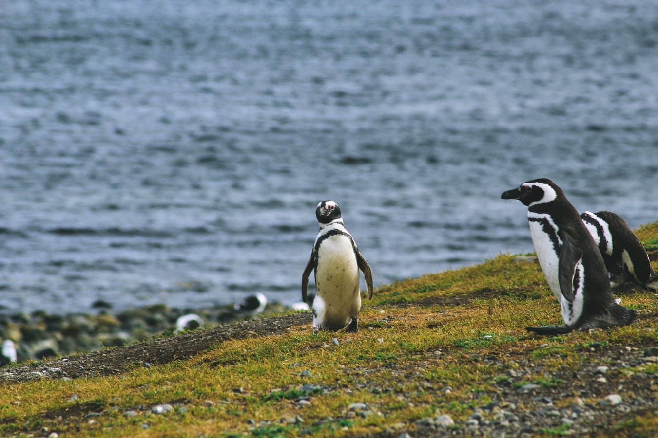 Chili-punta-arenas-magdalena-eiland-pinguins