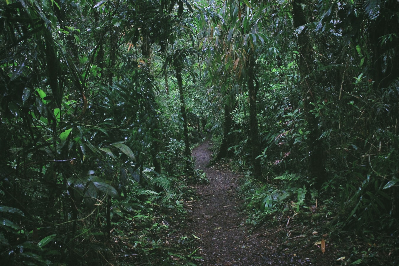 Costa-Rica-puerto-limon-jungle-natuur