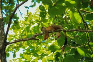 Costa-rica-puntarenas-app-jungle