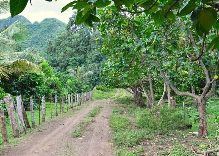 Frans-polynesië-nuku-hiva-bomen-weg
