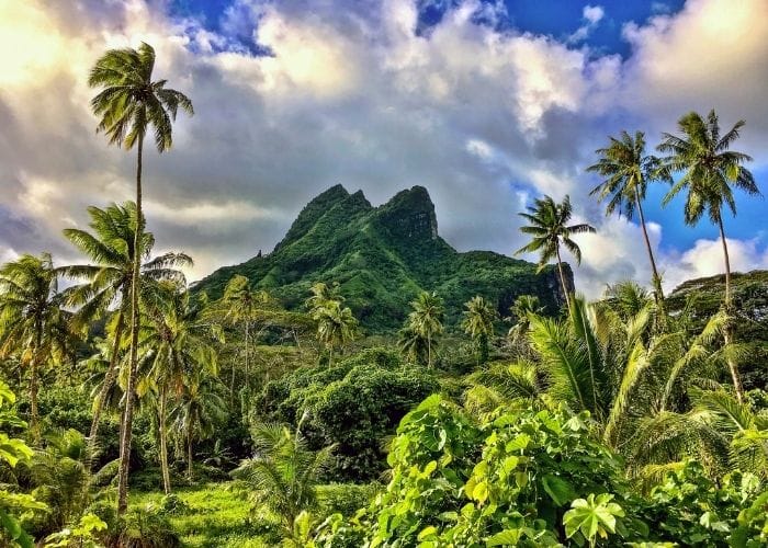 Frans-polynesië-raiatea-palmbomen-natuur-berg