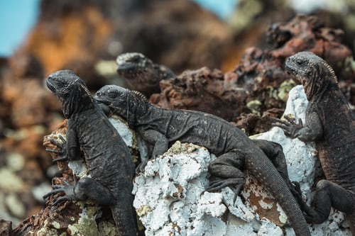 Galapagos-punta-suarez-dieren-natuur