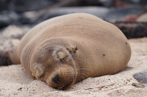 Galapagos-punta-suarez-zeeleeuw