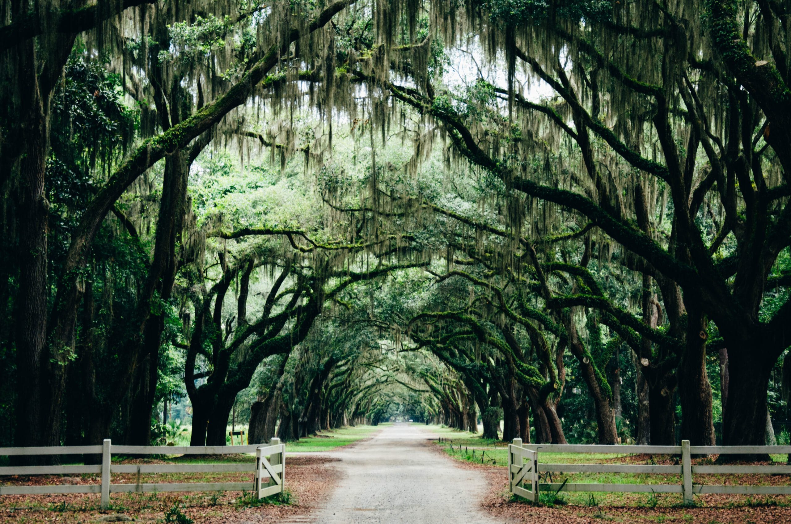 Georgia-Savannah-natuur-bos-park-bomen