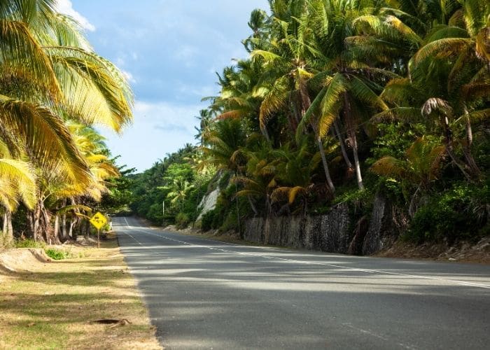 Jamaica-port-antonio-straat-palbomen.jpg