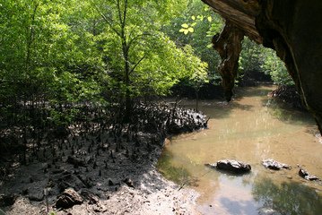 Maleisie-langkawi-mangrove-bos
