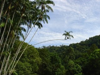 Maleisië-penang-jungle-natuur