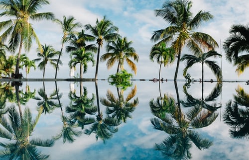Mauritius-port-louis-palmbomen-zwembad