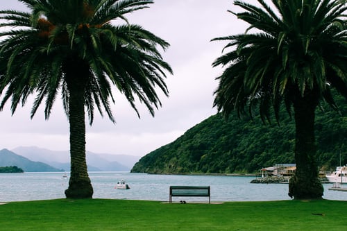 Nieuw-Zeeland-picton-palmboom-zee