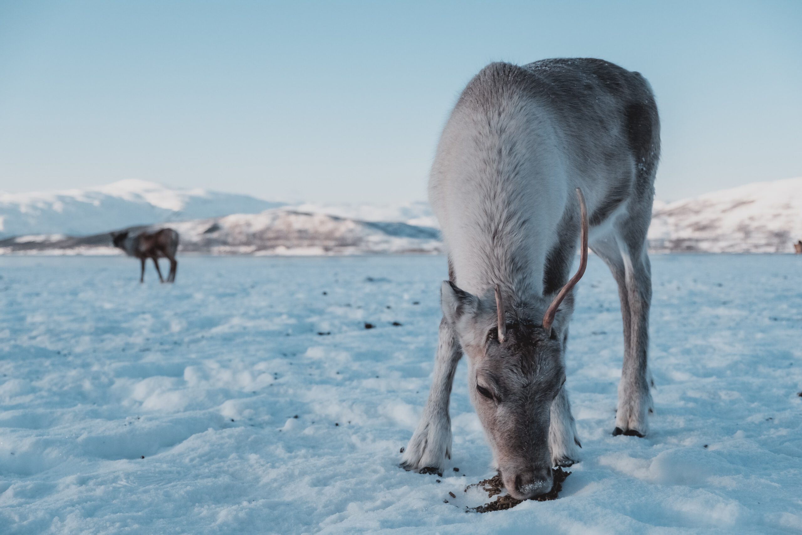 Noorwegen-Tromso-Rendier-Wildlife
