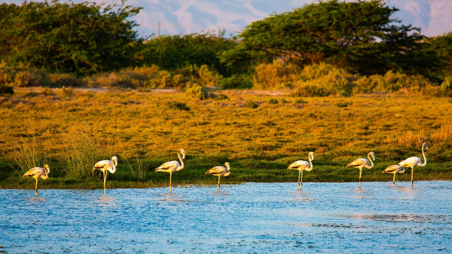 Oman-salalah-rivier-flamingo-dieren
