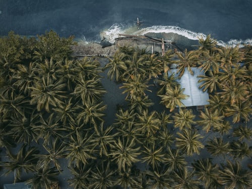 Papoea-Nieuw-Guinea-zee-palmbomen