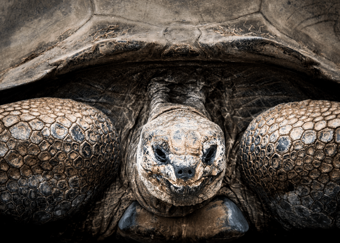 Seychellen-Aldabra-cruise-haven-schildpad