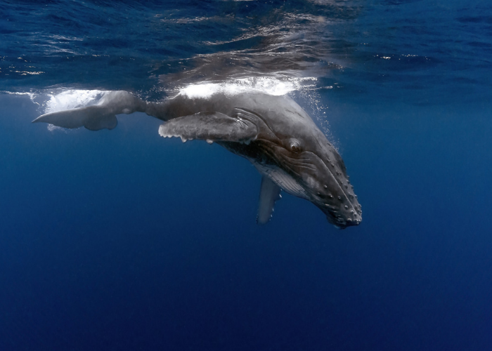 Tonga-Vavau-walvisspotten
