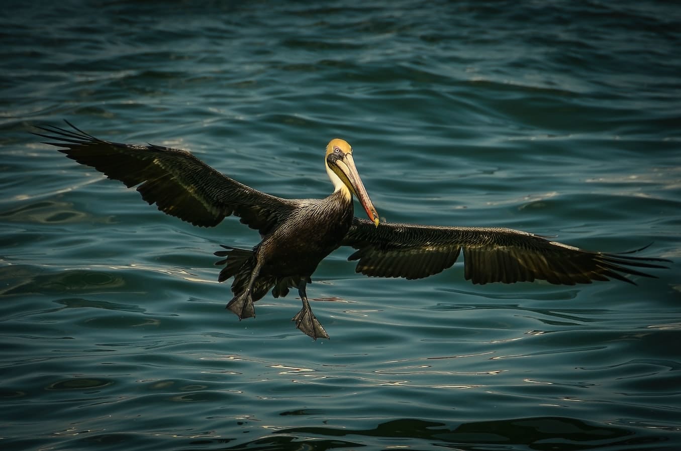 Verenigde-Staten-Florida-port-canaveral-pelikaan-vogel-zee