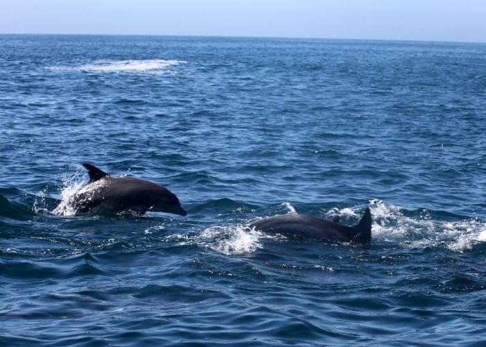 Zuid-Afrika-Port-Elizabeth-dolfijnen-zee.jpg