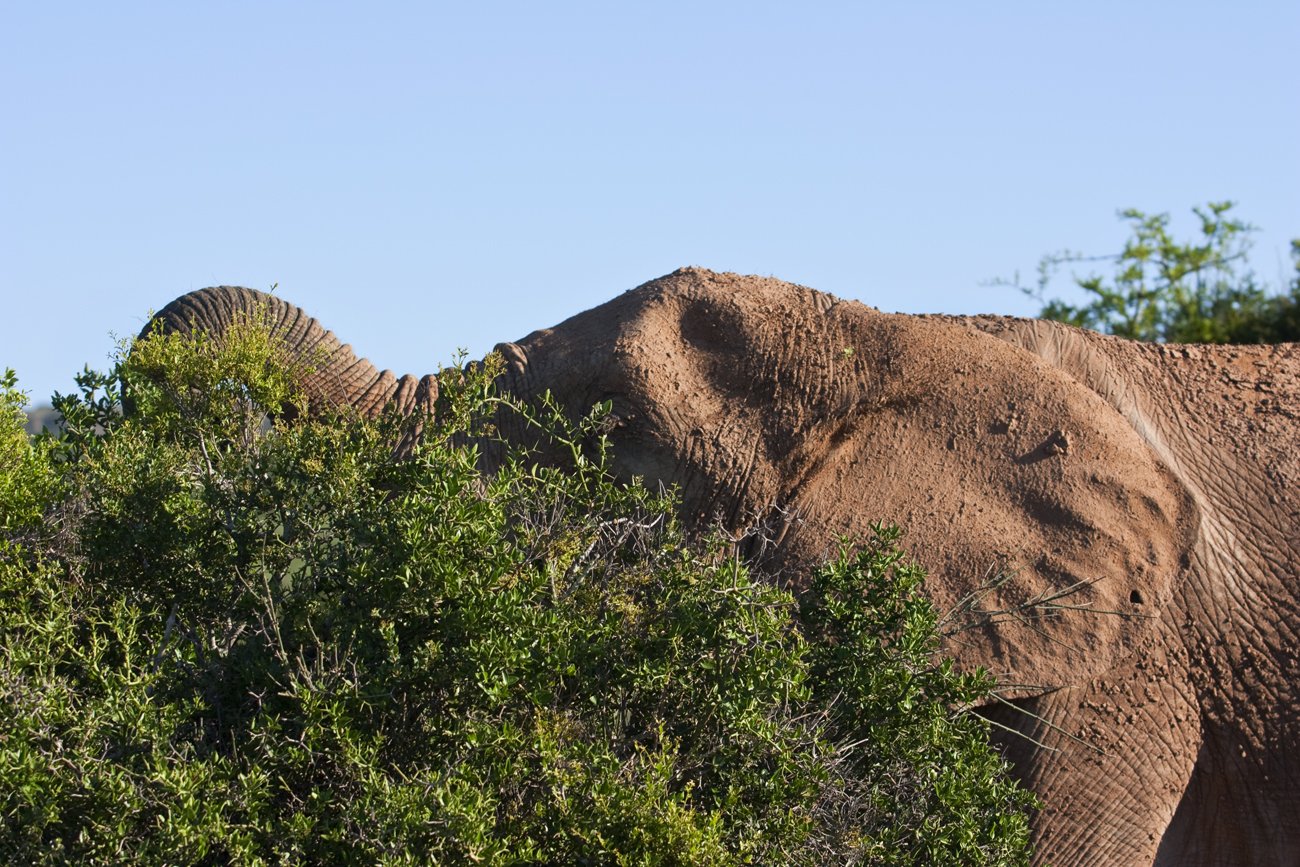 Zuid-Afrika-Port-Elizabeth-olifant-natuur