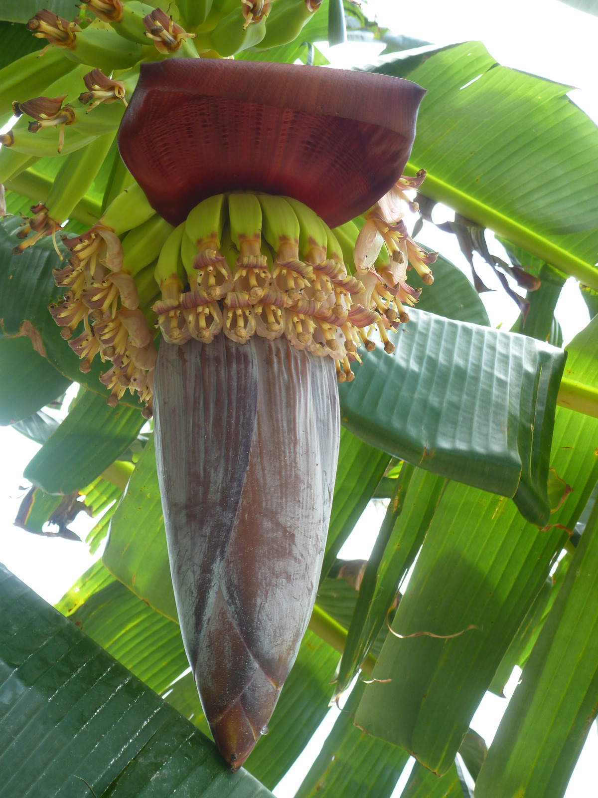 australie-thursday island-bananenplant