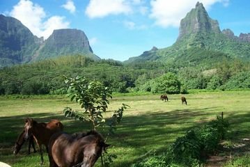 frans-polynesie-moorea-bergen-natuur
