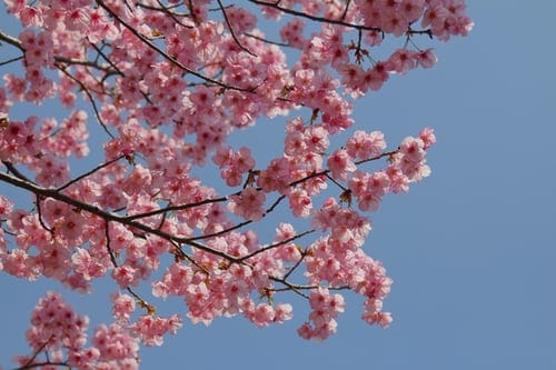 japan-nagasaki-bloesem-bloemen