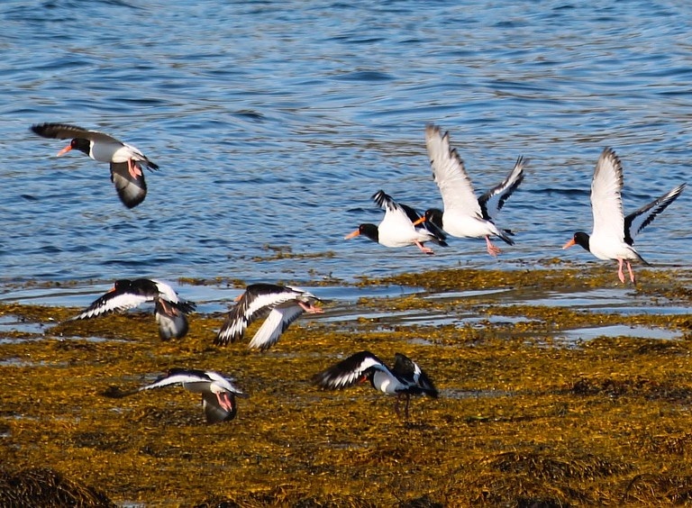 schotland-stornoway-isle of lewis-natuur-vogels