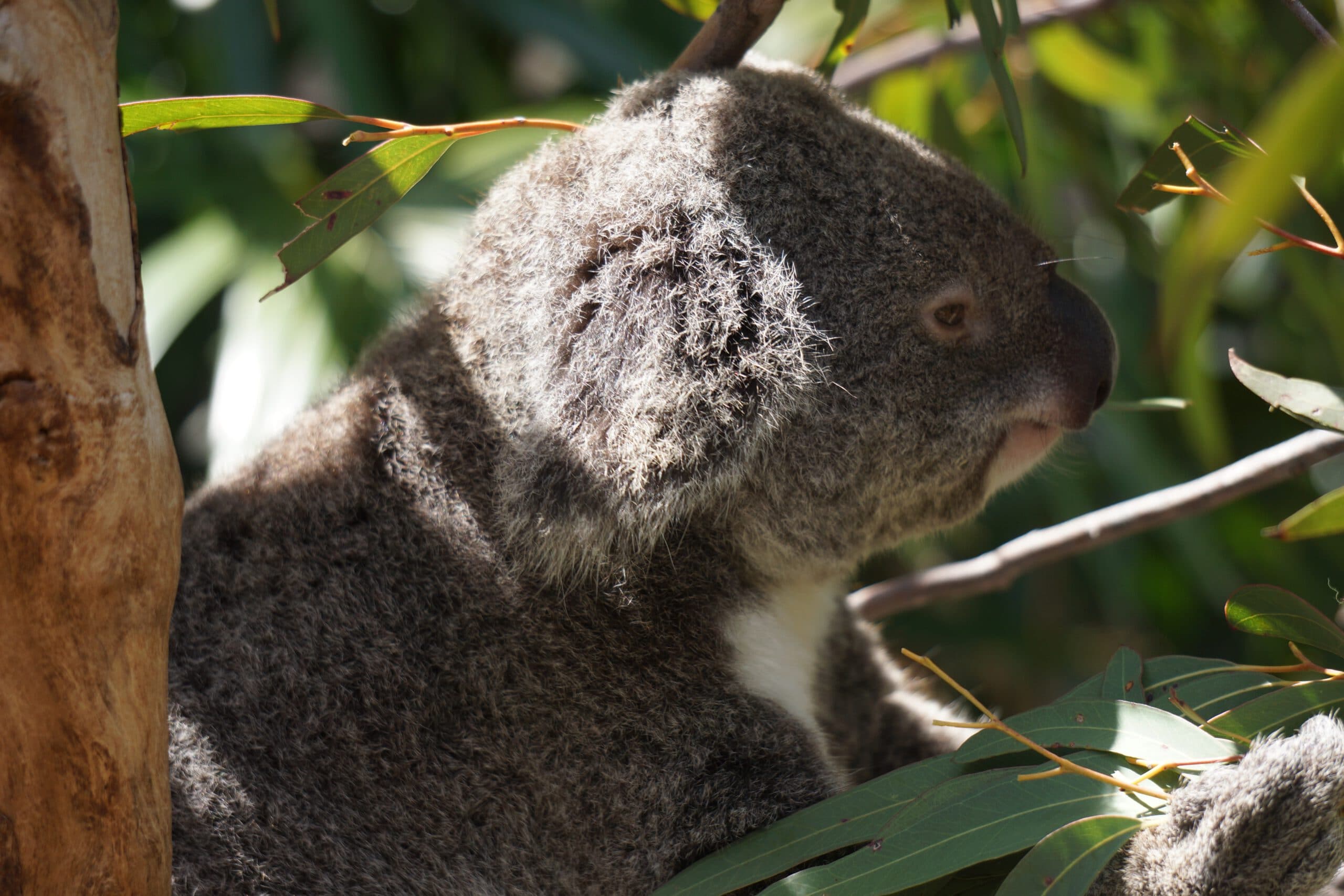 Australie-Whitsundays-hamilton island-koala-natuur