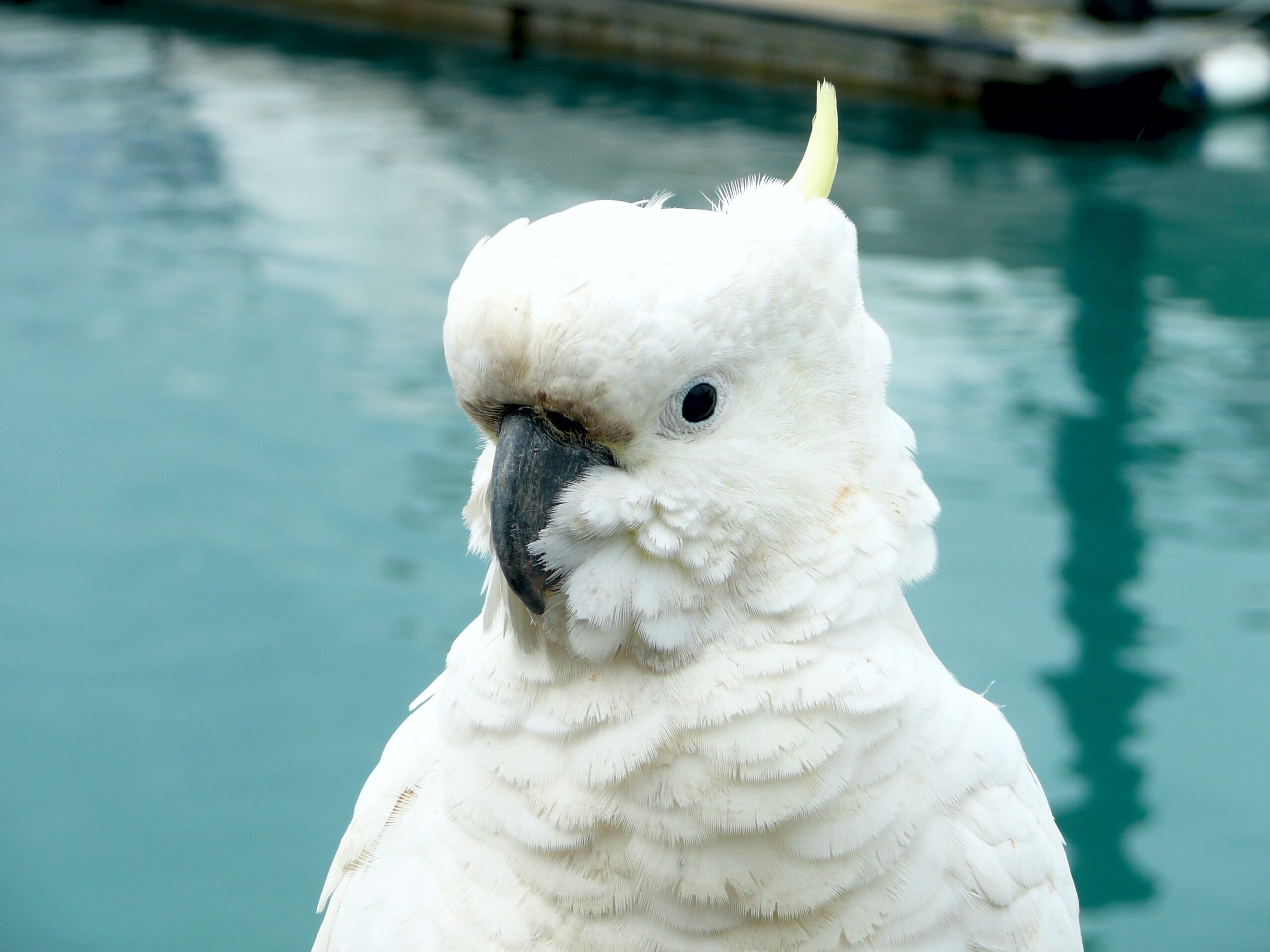 Australie-Whitsundays-hamilton island-papegaai-witte vogel-natuur