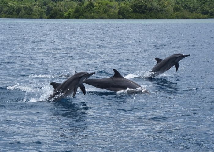 Solomon-eilanden-kennedy-island-dolfijnen-zee.jpg