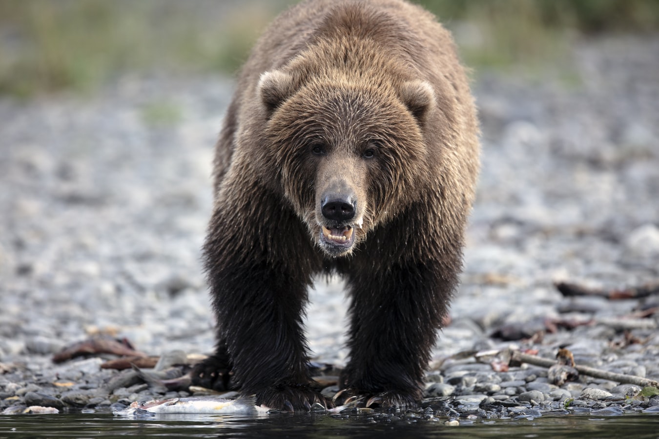 Verenigde-staten-kodiak-alaska-bruine-beer