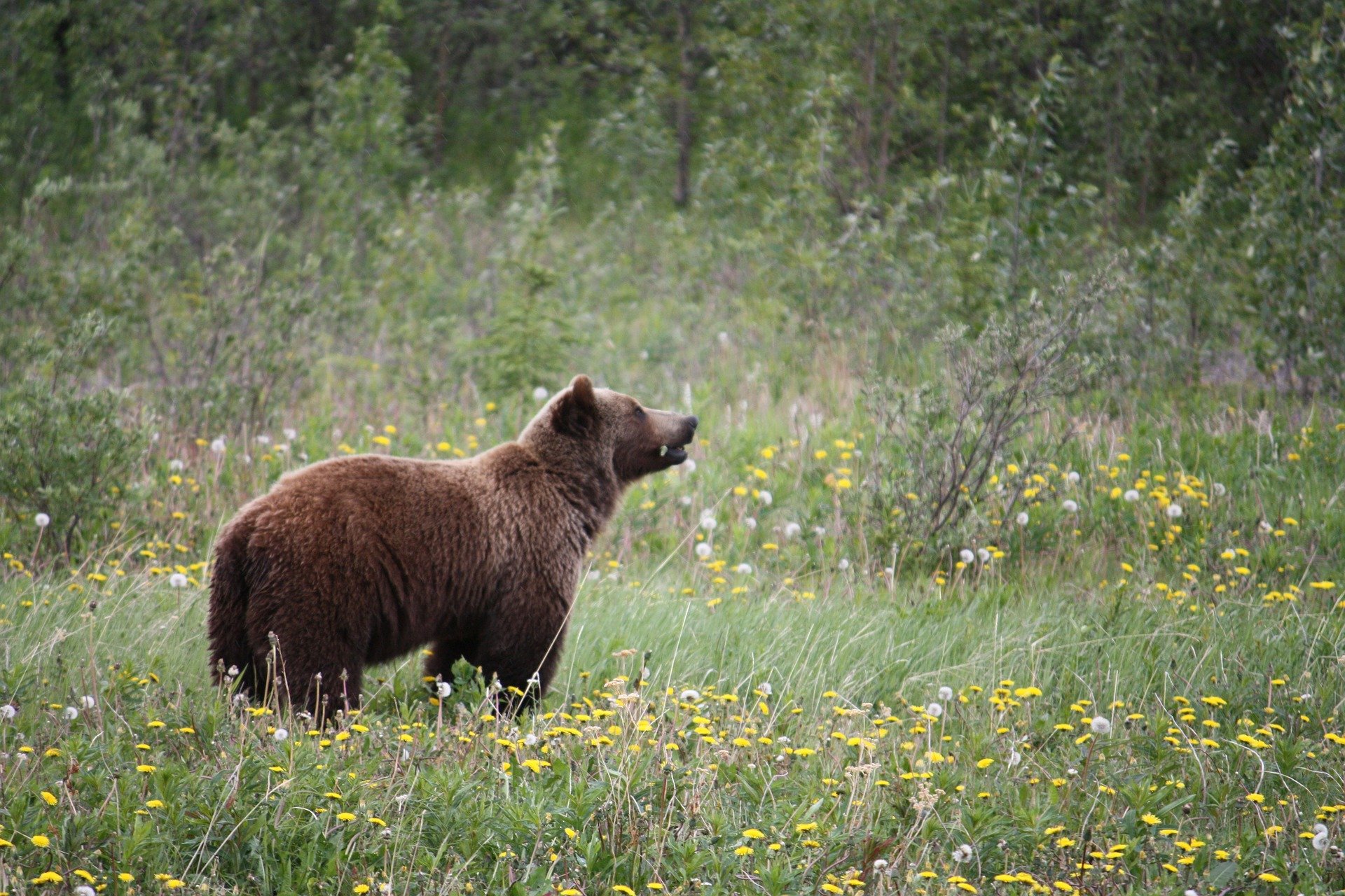 alaska-haines-grizzly bear-beer-natuur