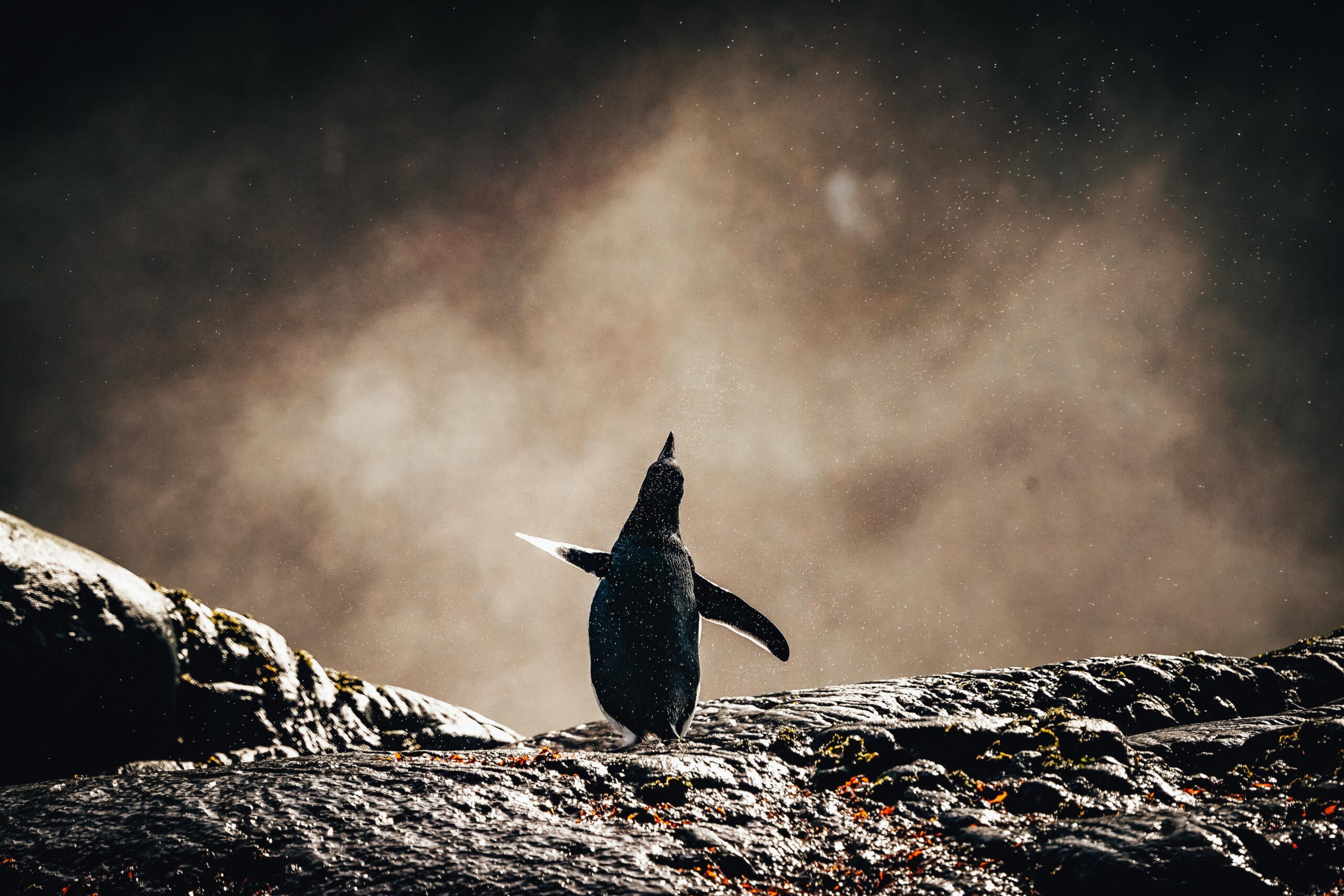 antarctica-elephant island-pinguin-natuur