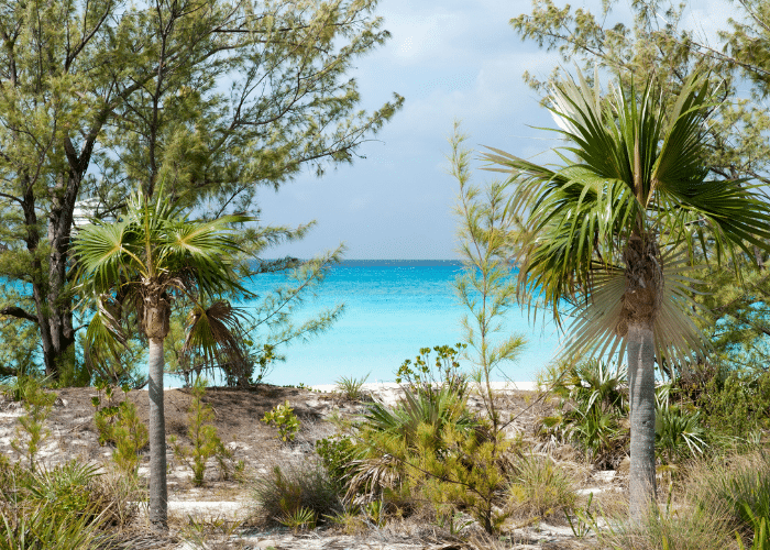 bahamas-Half Moon Cay-palmbomen-zee-strand