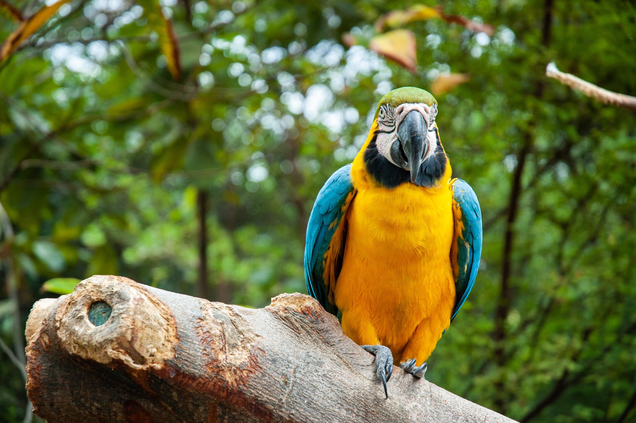 ecuador-Guayaquil-papegaai-natuur