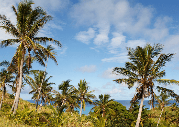 fiji-dravuni island-palmbomen