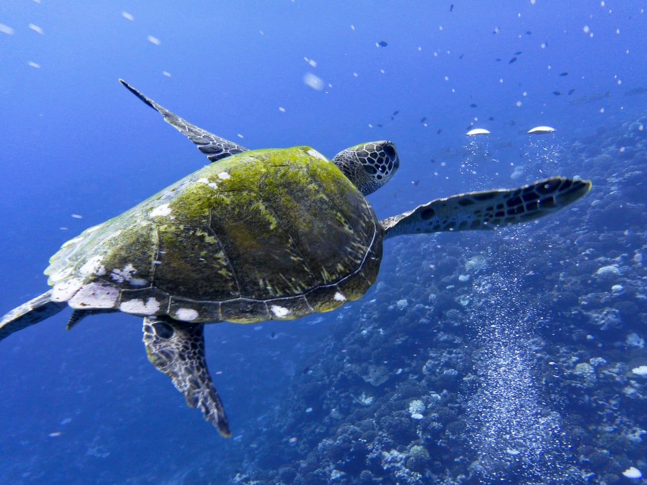 frans-polynesie-atuona-hiva-oa-schildpad-zee