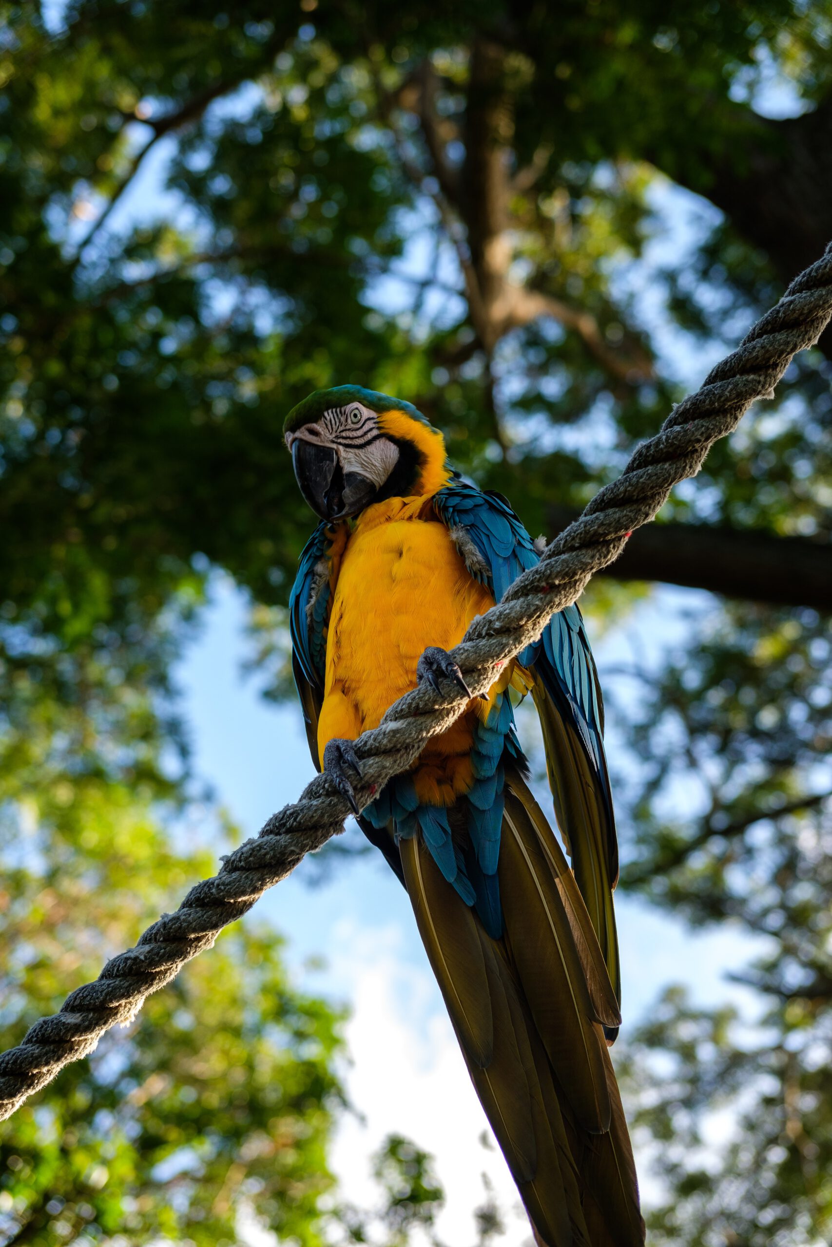guadeloupe-Deshaies-botanische tuin-papegaai-natuur