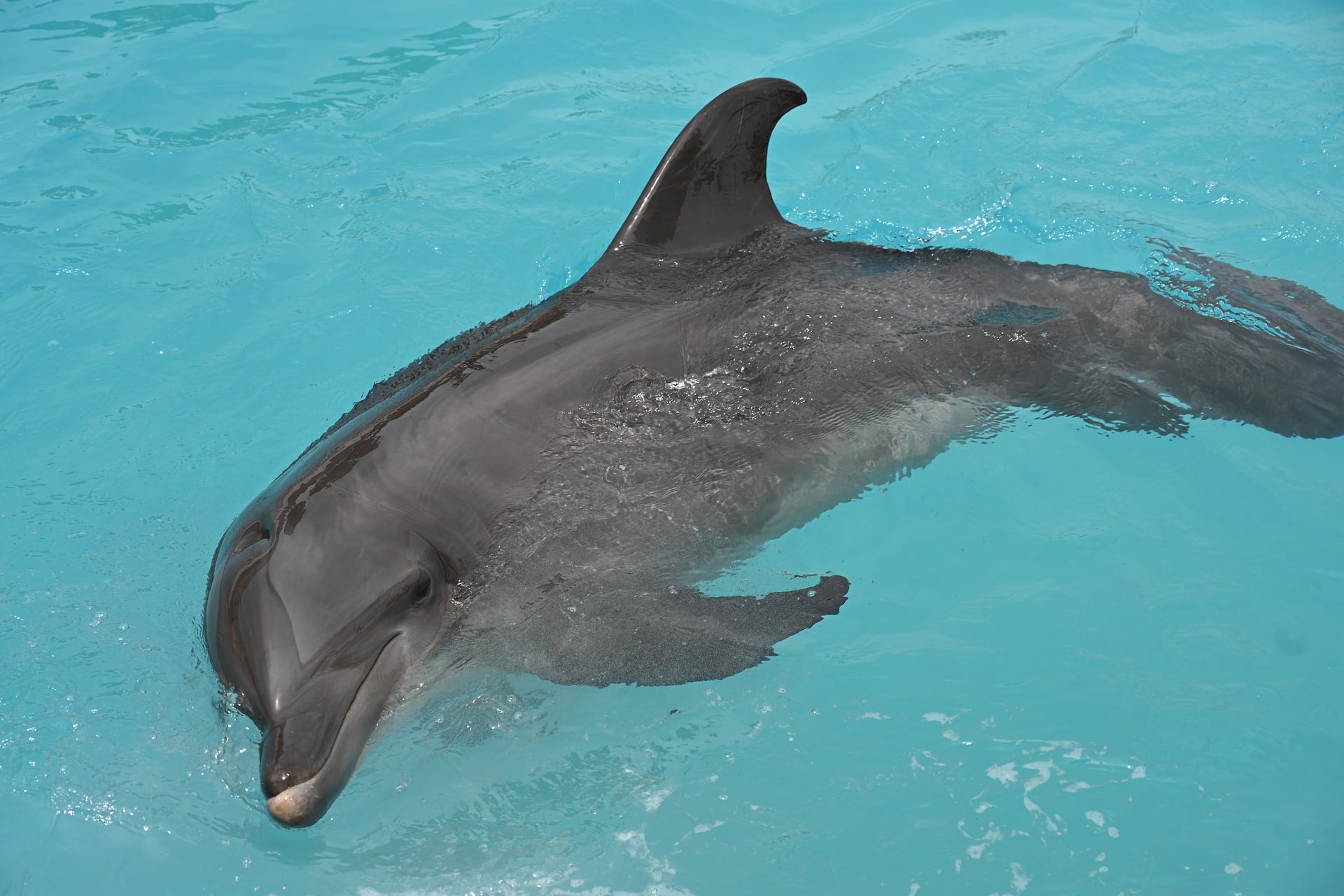 mexico-Cozumel-dolfijn