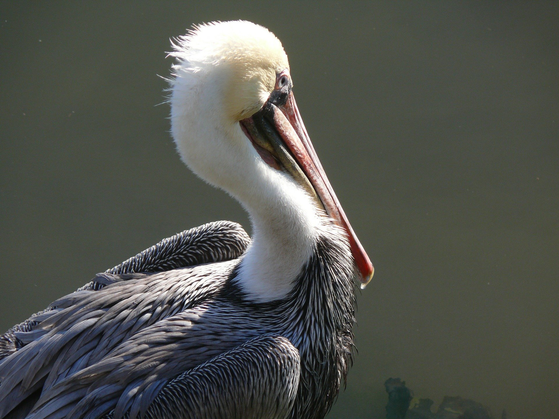 mexico-Ensenada-natuur-pelikan