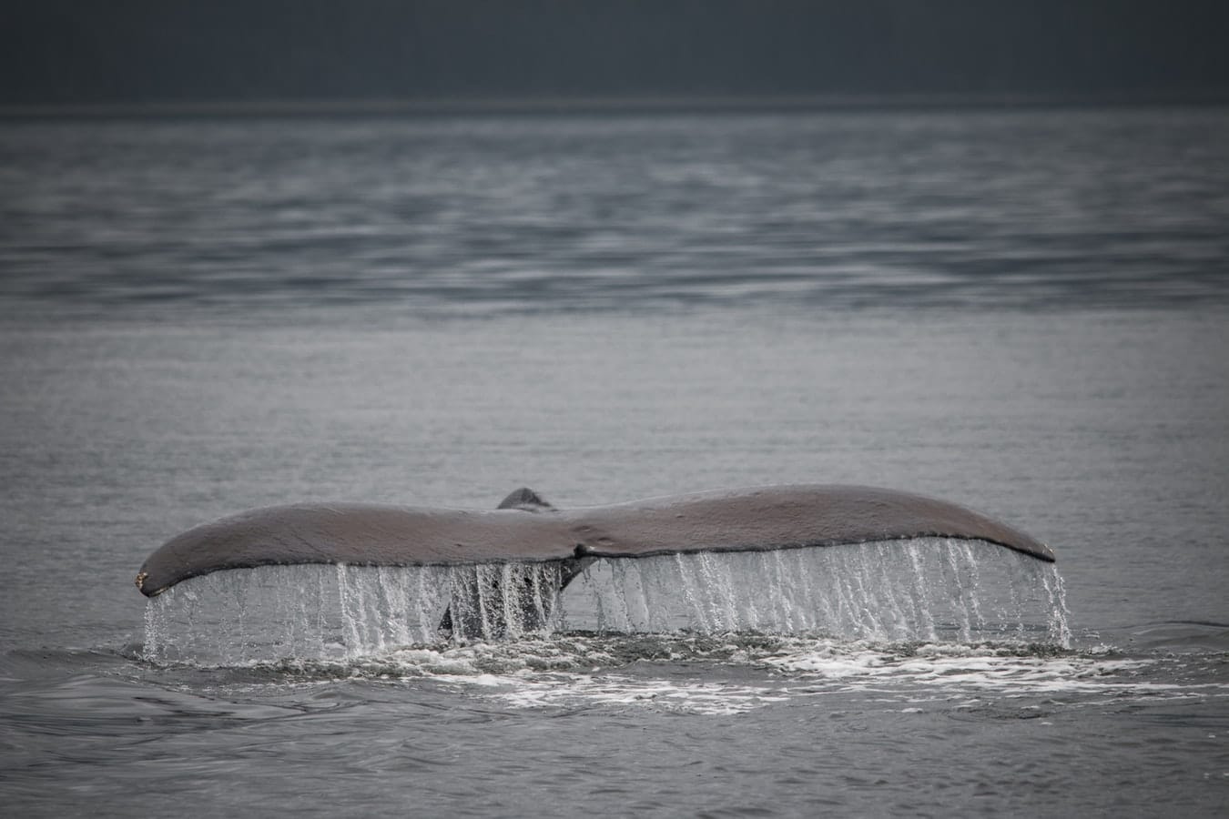 verenigde-staten-alaska-icy-strait-point-walvis